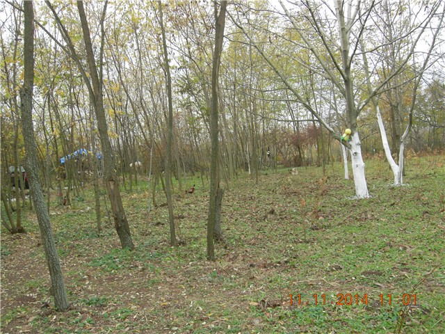 arčilend